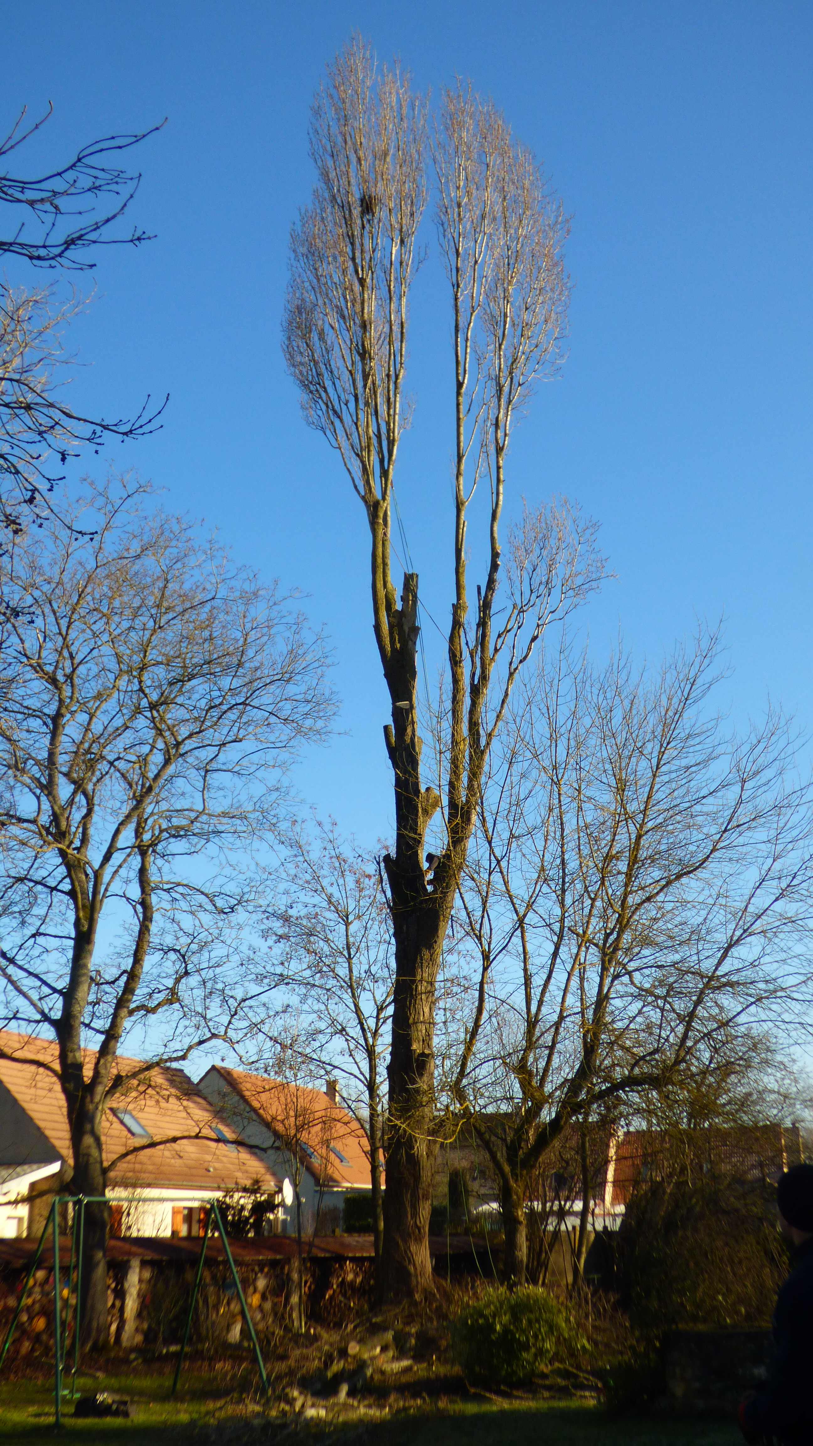 elagage abattage peuplier La Houssay en brie 7710